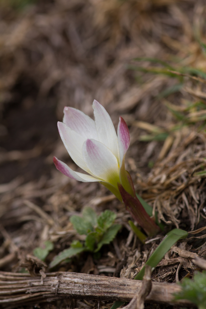 Rain lily