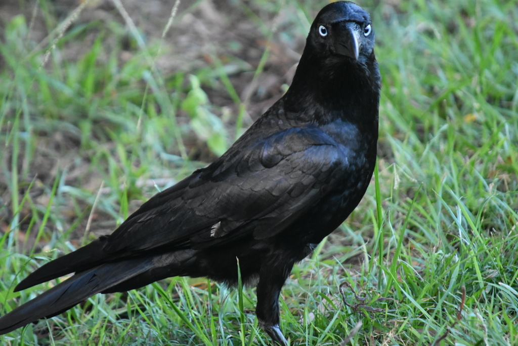 Torresian Crow from Roy Neal Reserve, Labrador, QLD, AU on November 12 ...