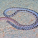 Schinz's Beaked Blind Snake - Photo (c) Paul Freed, all rights reserved, uploaded by Paul Freed