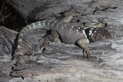 Reptiles of Texas · iNaturalist.org