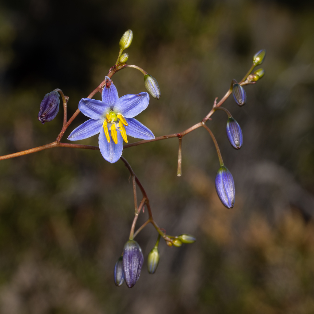 nodding blue lily from Glenroy, Queensland, Australia on October 25 ...