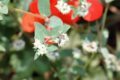 photo of Metallic Sweat Bees (Dialictus)