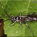 Cratichneumon sublatus - Photo (c) Alain Hogue, all rights reserved, uploaded by Alain Hogue