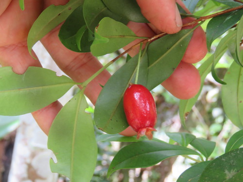 Eugenia stigmatosa