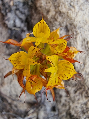 Yellow Wire Disa (Disa telipogonis)