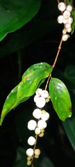 Gonzalagunia osaensis image