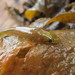 Gastroscyphus - Photo (c) Melissa Hutchison, all rights reserved, uploaded by Melissa Hutchison