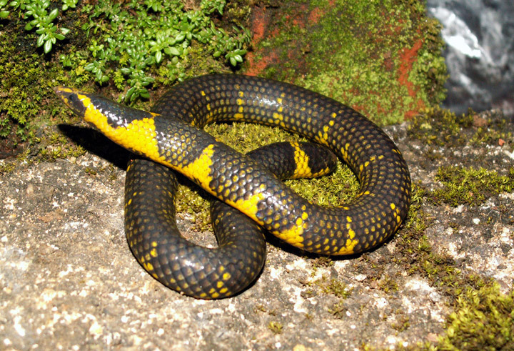 Rhinophis saffragamus