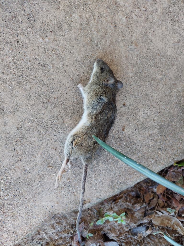 Marsh Rice Rat In November 2021 By David Henry · INaturalist