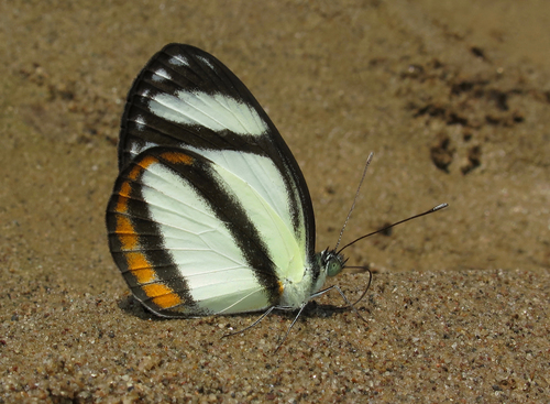 Itaballia pandosia (Hewitson, 1853)