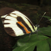 Mariposa Pamela - Photo (c) Karen Nichols, todos los derechos reservados