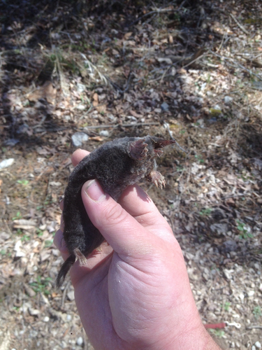 Hairy-tailed Mole
