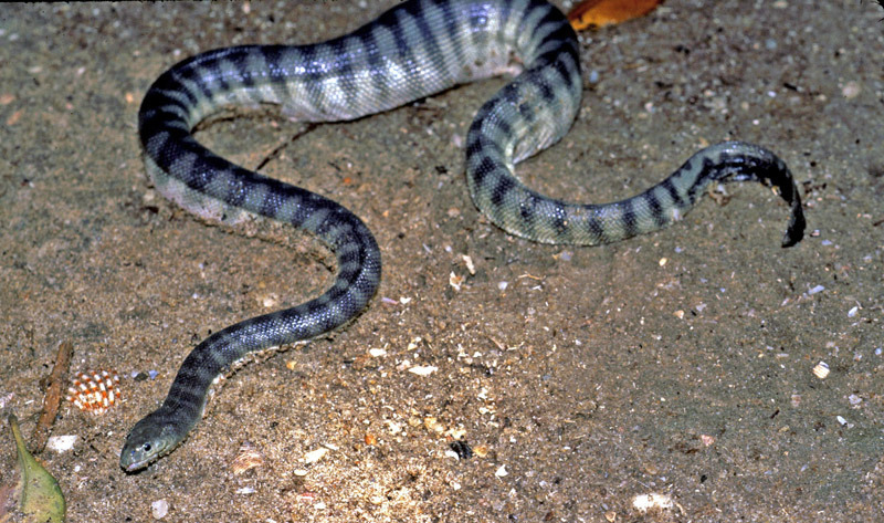 beaked sea snake bite