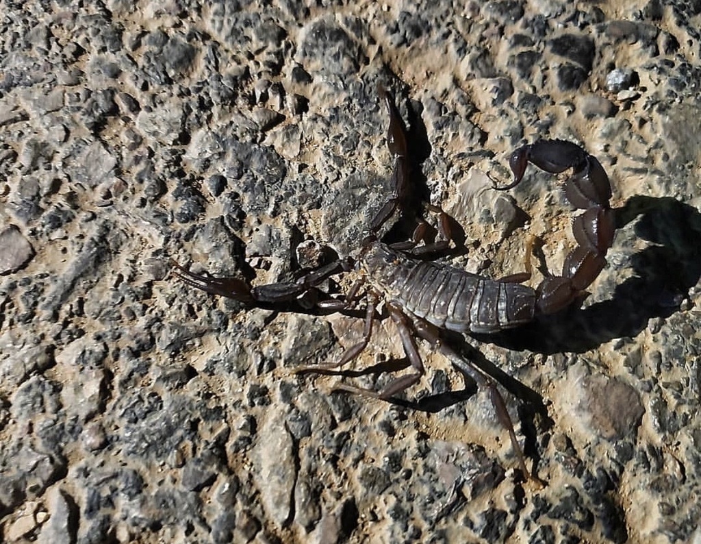 Photos of Arabian Fat-tailed Scorpion (Androctonus crassicauda) ·  iNaturalist