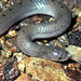 Hooknose Snakes - Photo (c) Paul Freed, all rights reserved, uploaded by Paul Freed
