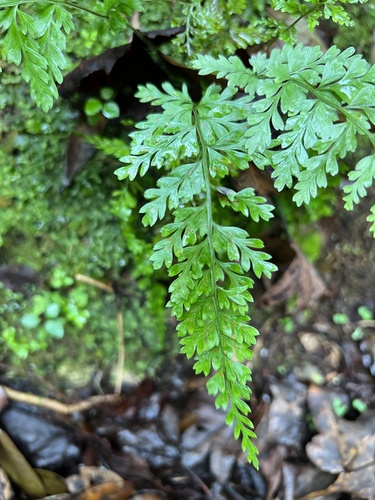 spleenwort (Asplenium ×curtissii)