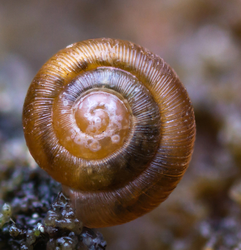 Dwarf Snail