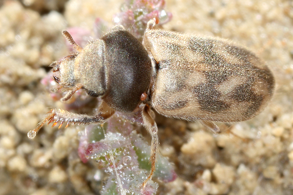 Heterocerus from Qark Vlora, Albanien on May 31, 2021 at 0909 PM by