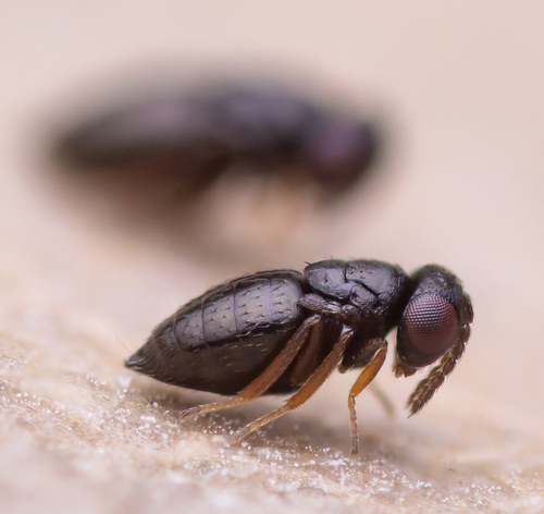 Sphenolepis pygmaea