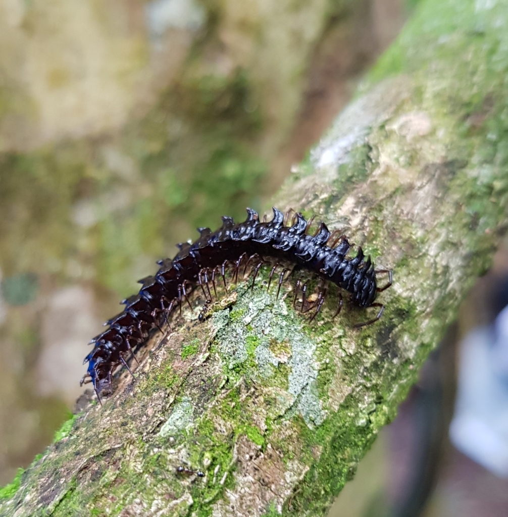 Flat-backed Millipedes from Santa Teresa, ES, Brasil on November 09 ...