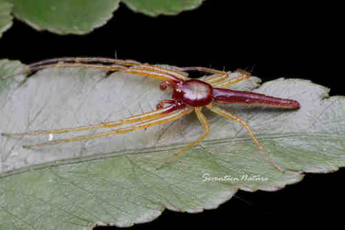 Oxytate forcipata