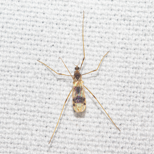 Ilisia venusta
