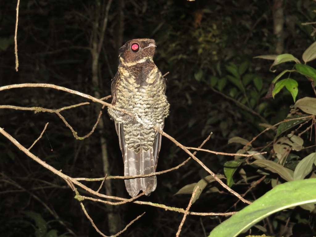 Malaysian Eared-Nightjar photo