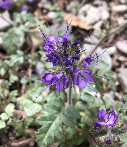 Baker's phacelia (Phacelia bakeri)