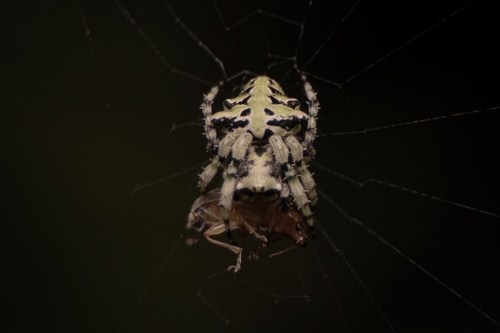 Nicolepeira flavifrons
