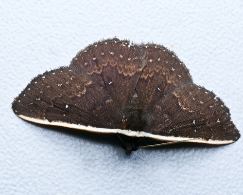 Plynteria
