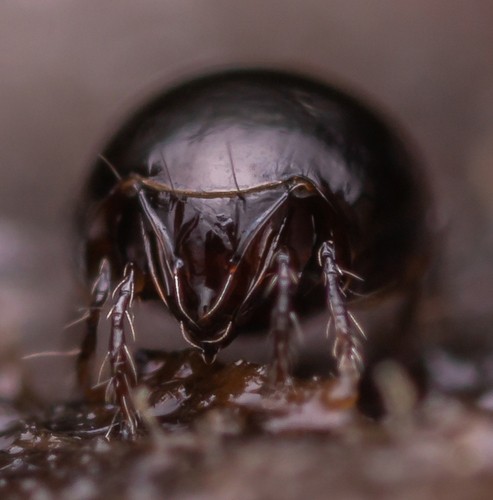 Euzetes globulus