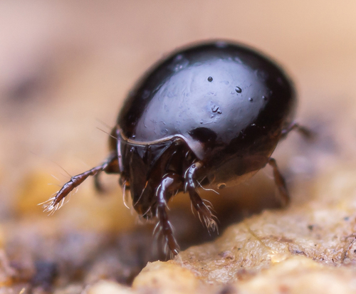 Euzetes globulus