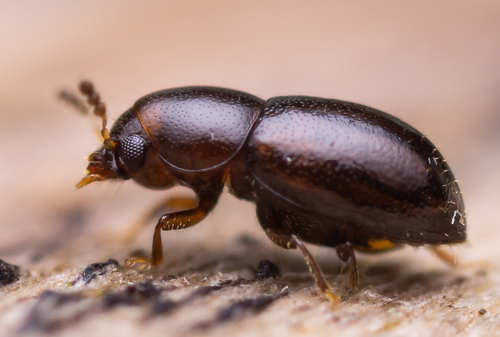 género Octotemnus · BioDiversity4All