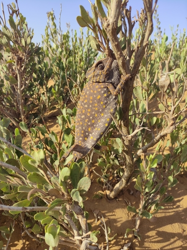 Chamaeleo chamaeleon chamaeleon