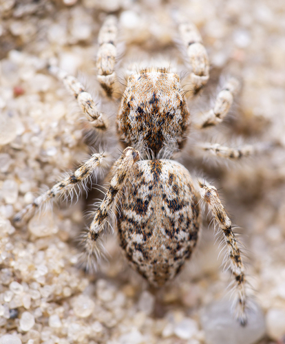 Yllenus arenarius