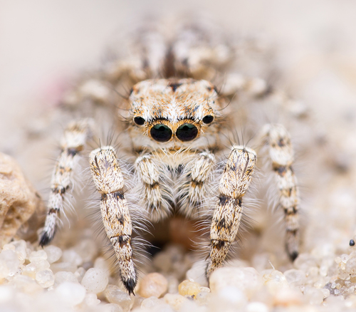 Yllenus arenarius
