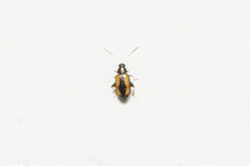 Phyllotreta lativittata · iNaturalist United Kingdom