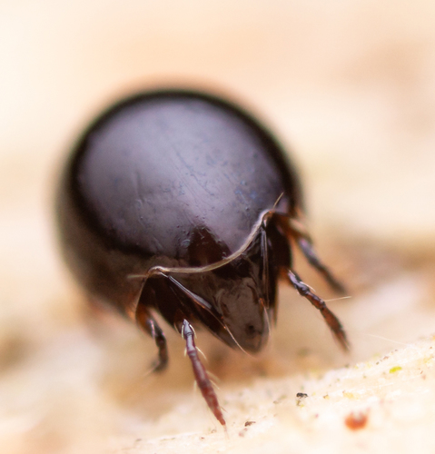 Euzetes globulus
