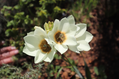 Ixia abbreviata Houtt.