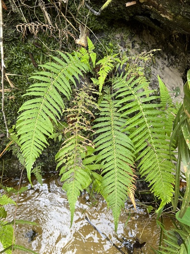 resinous maiden fern (Thelypteris resinifera)