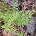 Southern Lady Fern - Photo (c) Eric Hunt, all rights reserved, uploaded by Eric Hunt