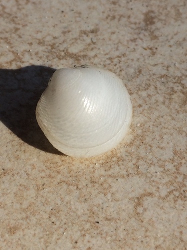 Cross-hatched Lucine