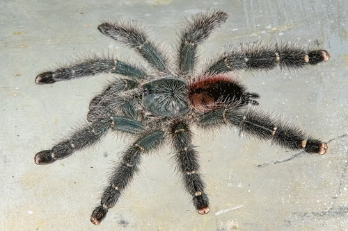 Avicularia variegata F.O.Pickard-Cambridge, 1896