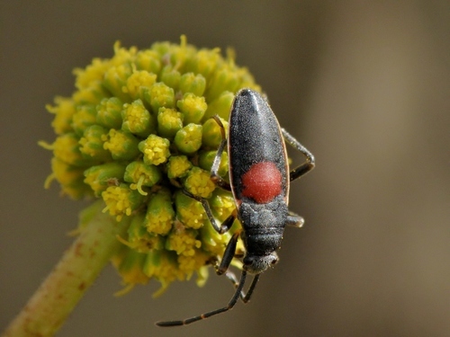 Stenomacra marginella