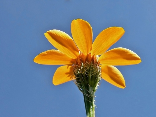 Adenophyllum cancellatum