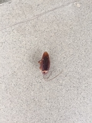 Periplaneta americana image