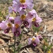 Schizanthus litoralis humilis - Photo (c) Claudia Vidal, todos los derechos reservados, uploaded by Claudia Vidal