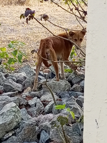Domestic Dog