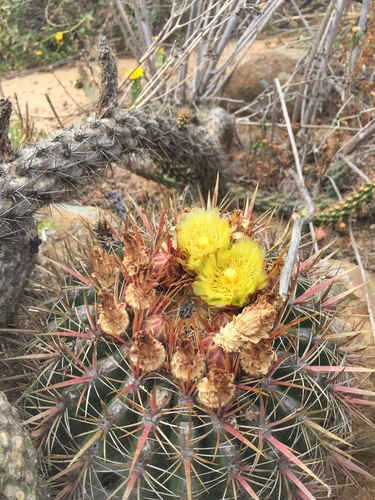 San Diego Barrel Cactus