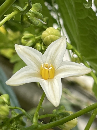 Solanum pachyandrum